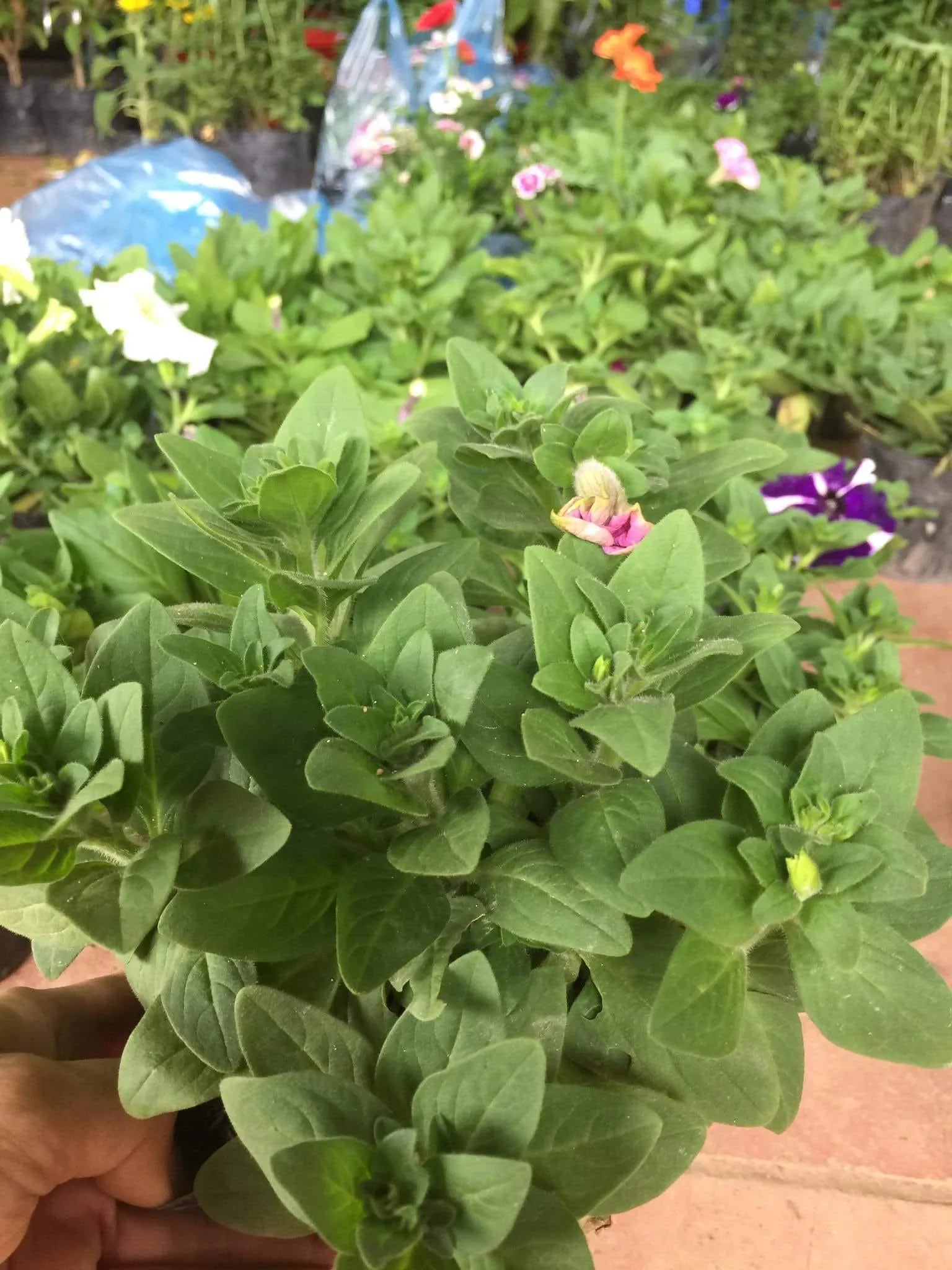 Trồng và chăm sóc dạ yến thảo theo đúng quy trình kỹ thuật sẽ đảm bảo cây phát triển khỏe mạnh và cho hoa rộ