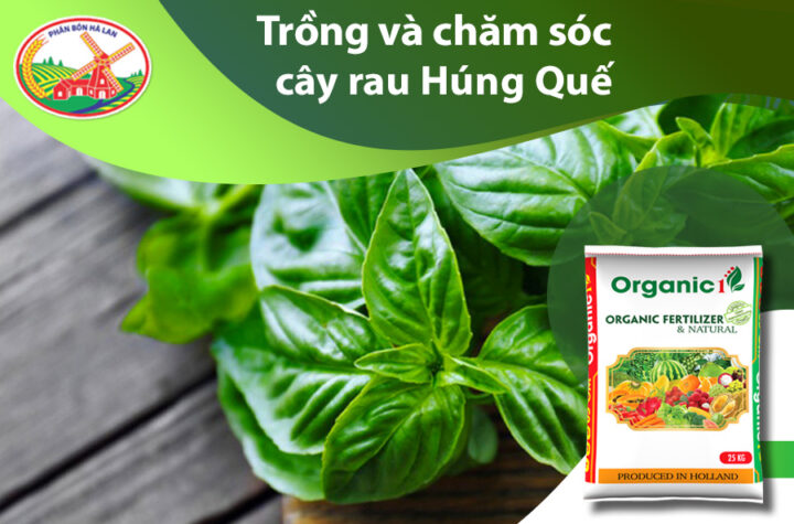 Cách Chăm Sóc Cây Rau Húng Quế Toàn Diện Tươi Tốt Quanh Năm