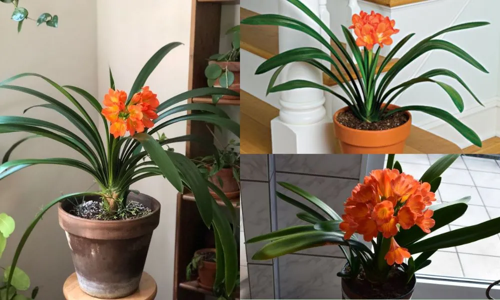 Trồng và định vị cây lan quân tử con trong chậu tại nhà