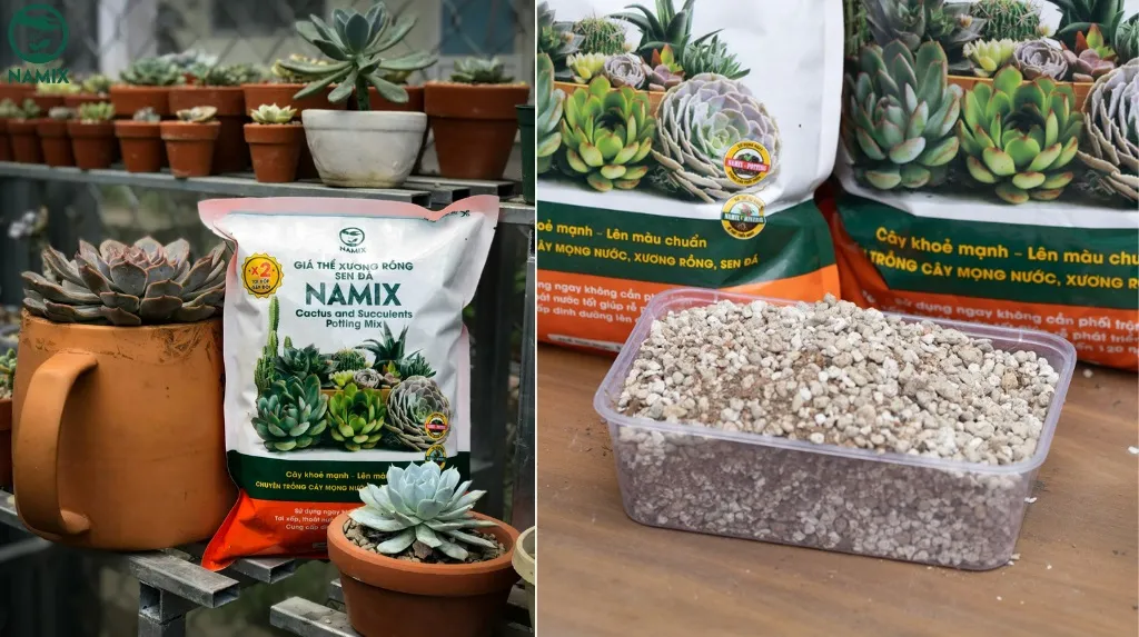 Trồng xương rồng bí xanh đòi hỏi lựa chọn đất trồng chất lượng, tơi xốp để đảm bảo thoát nước tốt.