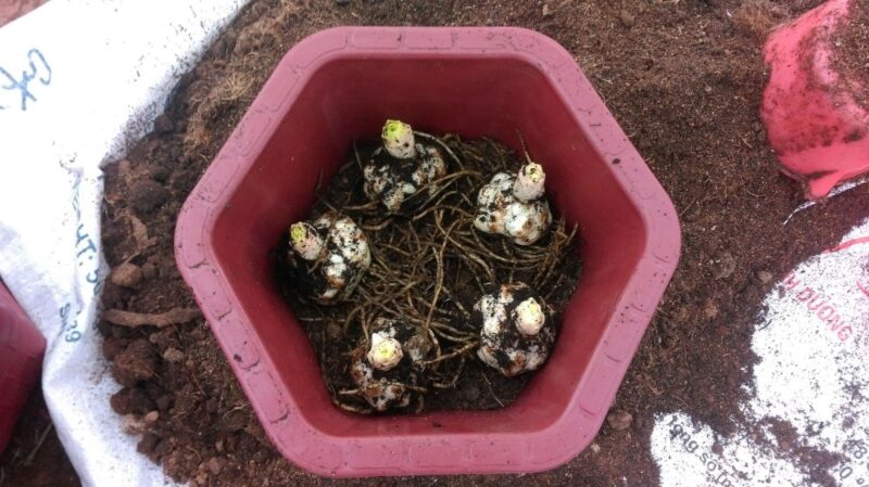 Hướng Dẫn Cách Trồng Củ Hoa Ly Đạt Chuẩn Chuyên Gia