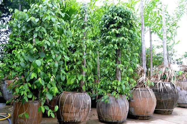 Trụ Tiêu Xanh Cao Ráo, Dễ Thu Hoạch