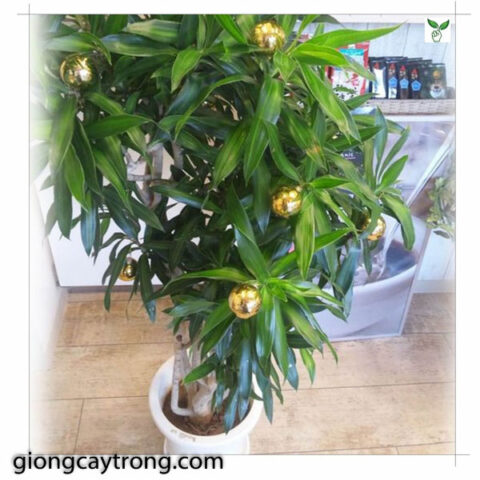 Cách Trồng Cây Trúc Bách Hợp Trong Nhà: Hướng Dẫn Chi Tiết Chăm Sóc A-Z