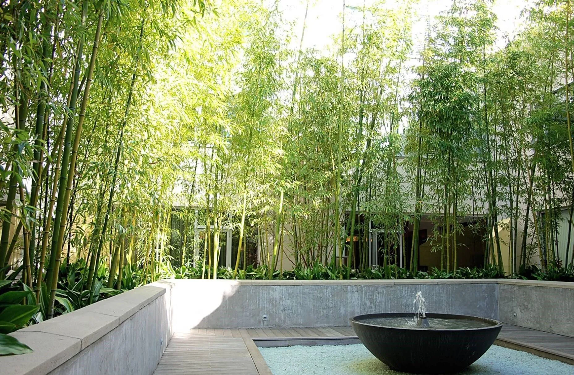 Trúc cần câu: Chế độ tưới nước và dinh dưỡng cần thiết khi chăm sóc cây trúc cảnh làm hàng rào