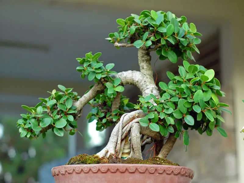 Trúc cảnh bonsai phù hợp với người tuổi Đinh Mão 1987 giúp thanh lọc không khí và thu hút vượng khí