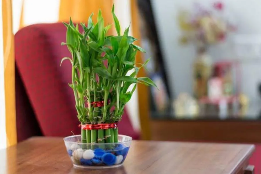 Trúc khá dễ chăm sóc và khá dễ phát triển trong điều kiện thời tiết tại Việt Nam.