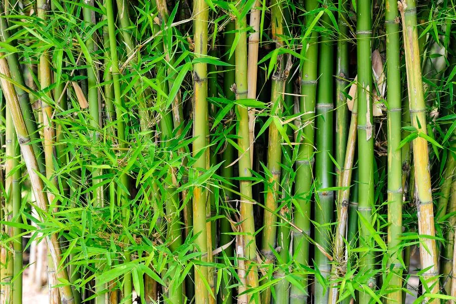 Trúc là cây thân mảnh, mọc thành từng bụi và chiều cao thay đổi tùy thuộc vào từng loại, dao động từ khoảng 1 đến 8 mét.