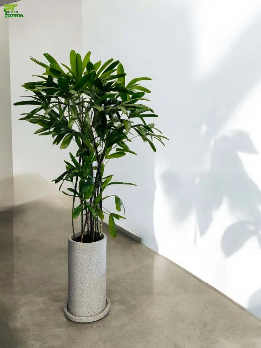 Trúc Mây - Chậu Xi Măng dáng cao sang trọng