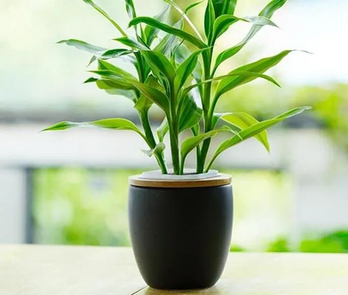 Trúc Phú Quý được yêu thích nhờ vẻ đẹp khác lạ, hướng dẫn kỹ thuật trồng và chăm sóc