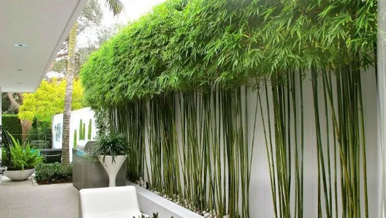 Trúc Quân Tử: Kỹ thuật cắt tỉa và cách chăm cây trúc cảnh để thân cây mọc thẳng tượng trưng cho khí chất quân tử