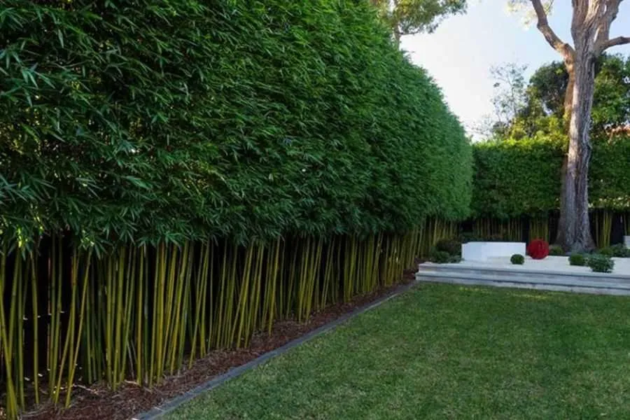 Trúc Quân Tử với ý nghĩa phong thủy may mắn, tạo không gian xanh mát trước cổng