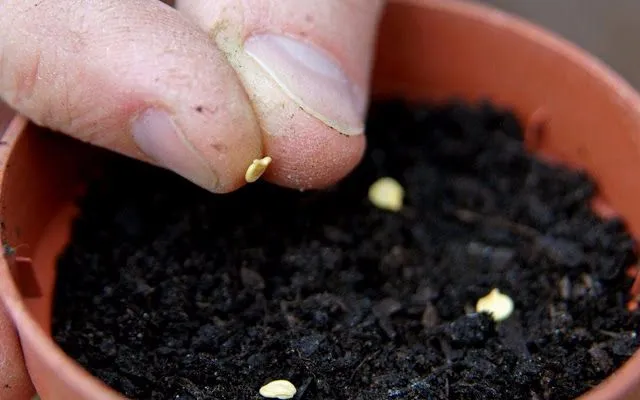 Trước khi gieo hạt ớt kiểng, hãy ngâm chúng với nước ấm khoảng 50 độ C trong 1 giờ để tăng tỉ lệ nảy mầm