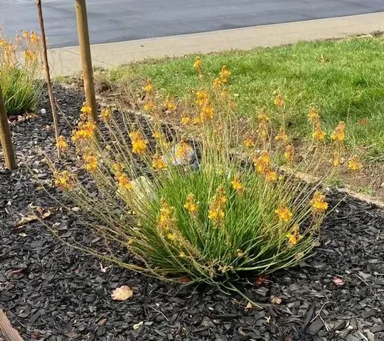 Trường Sanh là loại cây dễ trồng, thích hợp cả trong nhà và ngoài trời