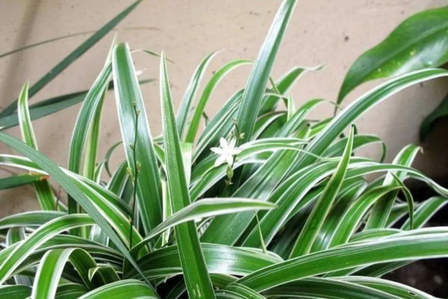 Tưới cây lan chi nên hạn chế nước bị nhiễm phèn.