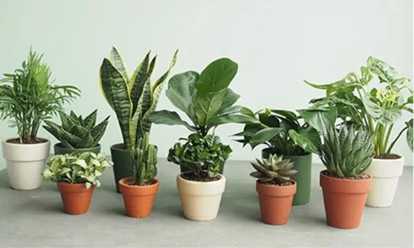 Tuổi Giáp Tuất nên trồng cây gì để tăng cường tài lộc và hạnh phúc, phù hợp với mệnh Hỏa