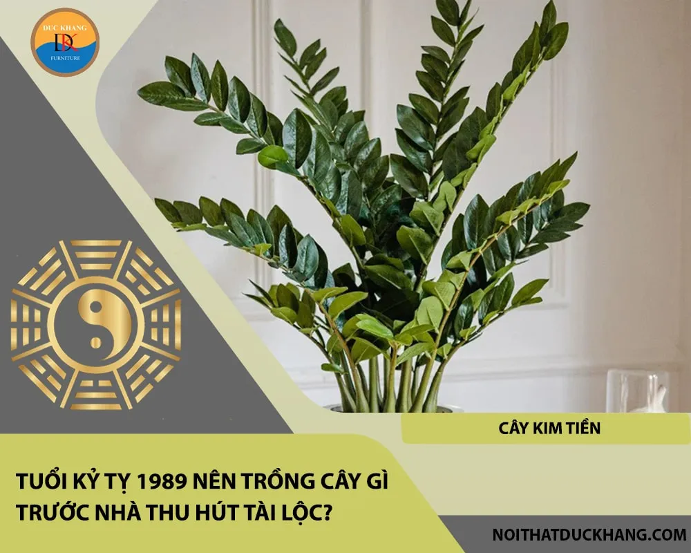 Tuổi Kỷ Tỵ 1989 nên trồng cây gì trước nhà thu hút tài lộc - Cây kim tiền