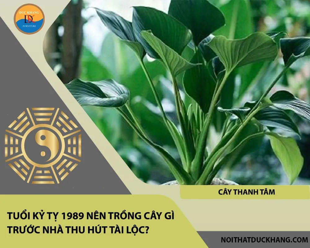 Tuổi Kỷ Tỵ 1989 nên trồng cây gì trước nhà thu hút tài lộc - Cây thanh tâm