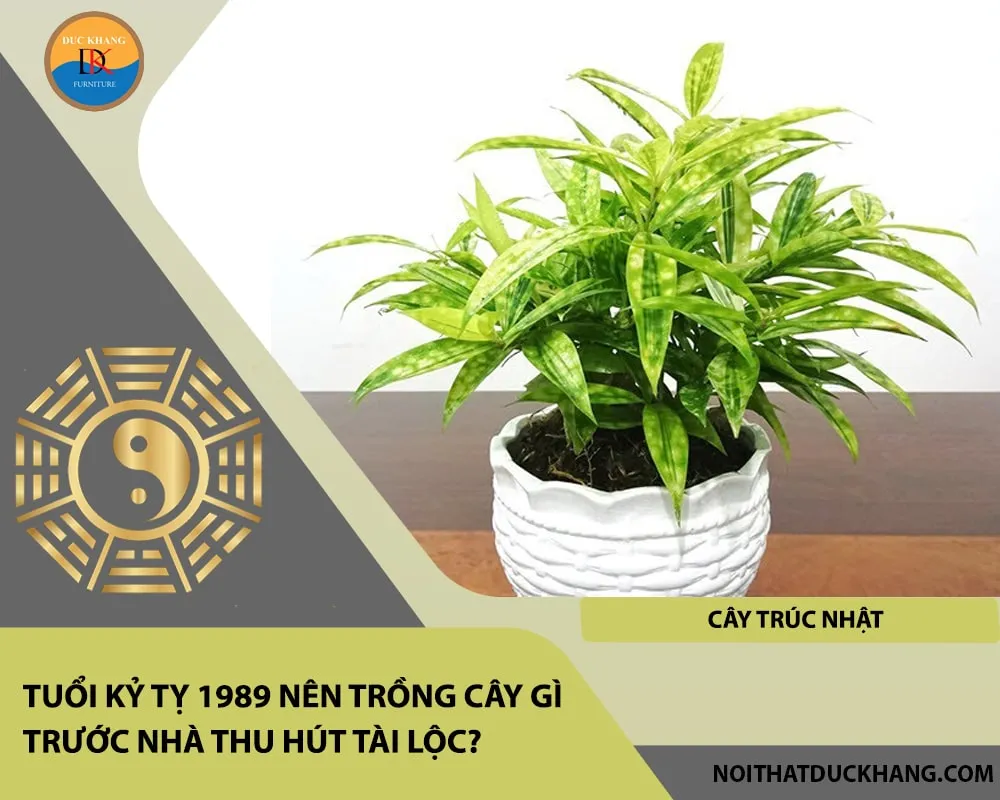 Tuổi Kỷ Tỵ 1989 nên trồng cây gì trước nhà thu hút tài lộc - Cây trúc Nhật
