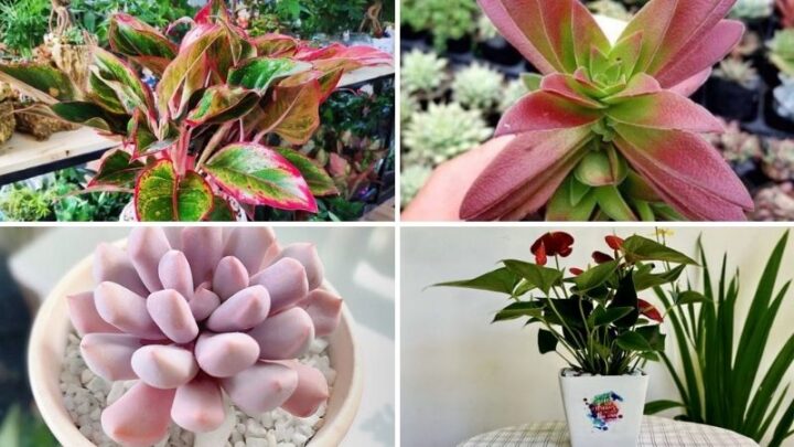 Tuổi Mão Nên Trồng Cây Gì Trước Nhà Để Thu Hút Đại Cát Đại Lợi