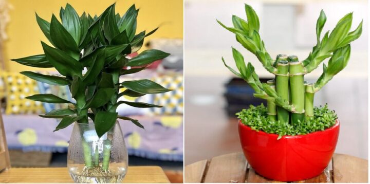 Tuổi Mão Nên Trồng Cây Gì Trước Nhà Để Thu Hút Đại Cát Đại Lợi