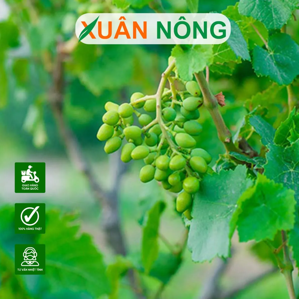 Tưới nhỏ giọt hợp lý giúp cây nho duy trì độ ẩm ổn định trong giai đoạn ra hoa