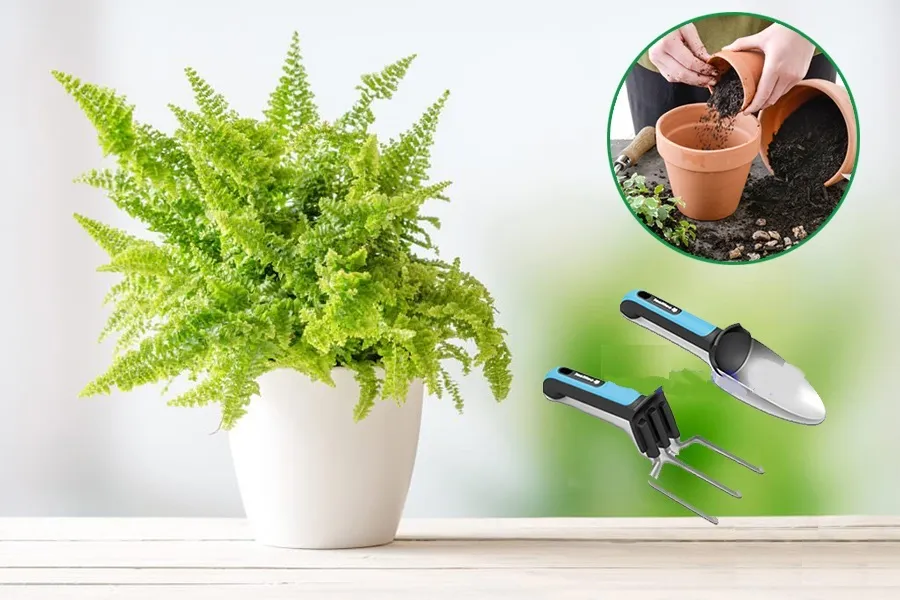 Tưới nước cho cây dương xỉ đều đặn cho cây ngày 2 lần.