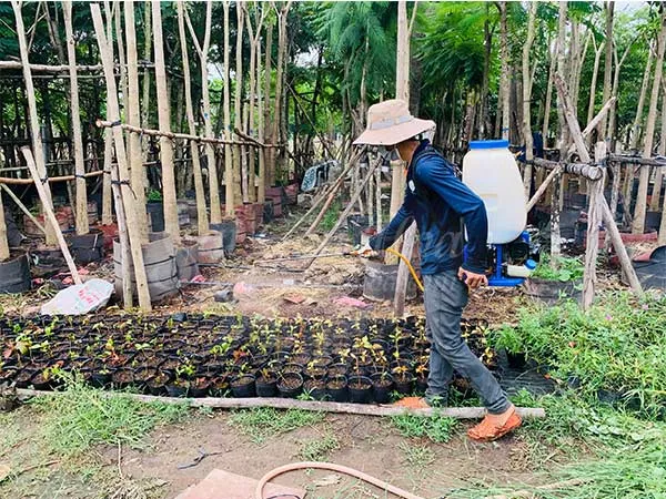 Tưới nước cho cây gòn non cần đảm bảo độ ẩm vừa phải.