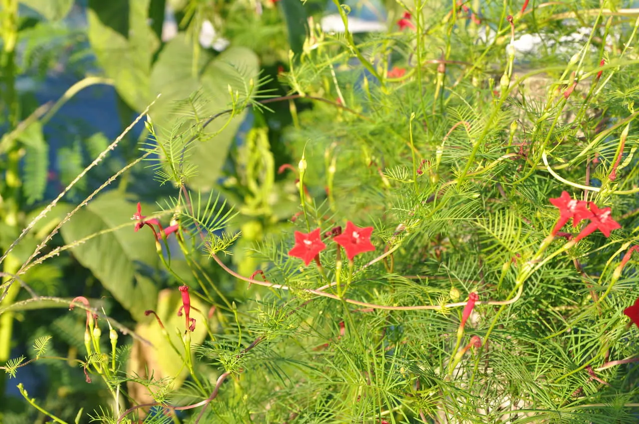 Tưới nước cho cây hoa tóc tiên leo đều đặn để giữ ẩm cho đất và rễ không bị khô