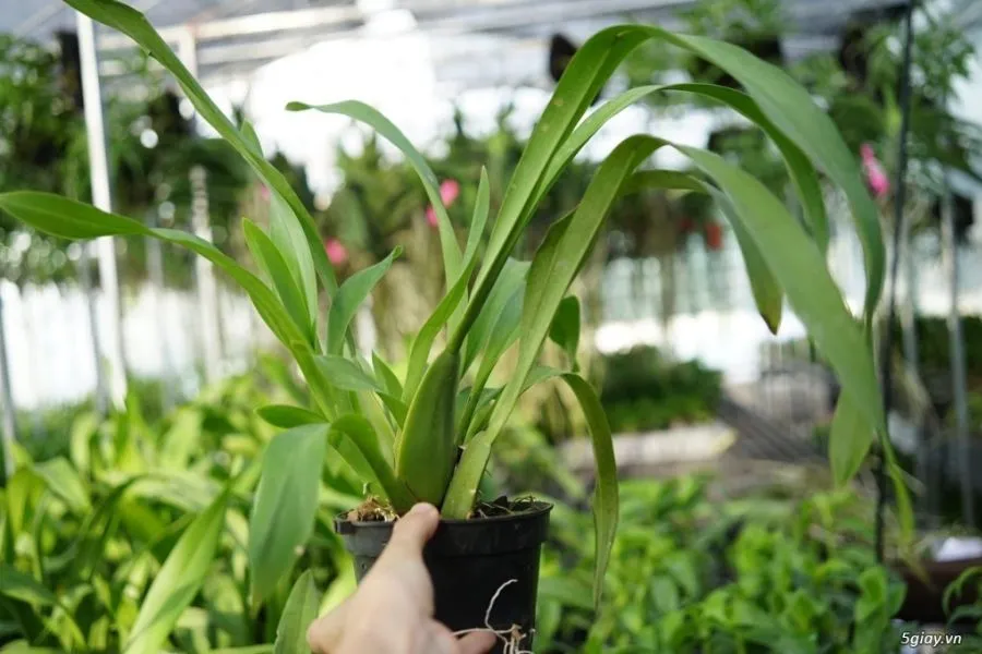 Tưới nước cho cây lan vũ nữ theo chu kỳ sinh trưởng, chăm sóc để lan ra hoa