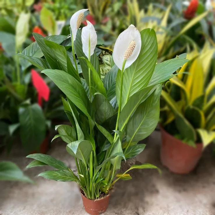 Tưới nước cho cây Lan Ý để bàn trong chậu đất được phối trộn với mụn dừa và trấu hun