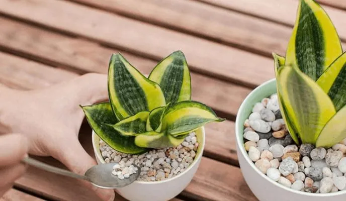 Tưới nước cho cây lưỡi hổ lùn trong nhà với bình tưới cổ dài