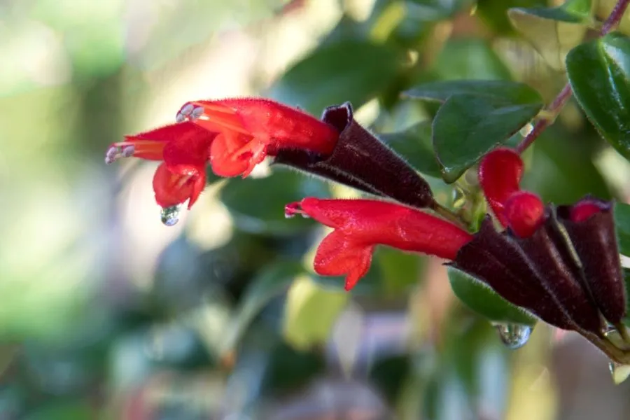 Tưới nước cho cây son môi từ gốc để tránh đọng nước và thối rễ