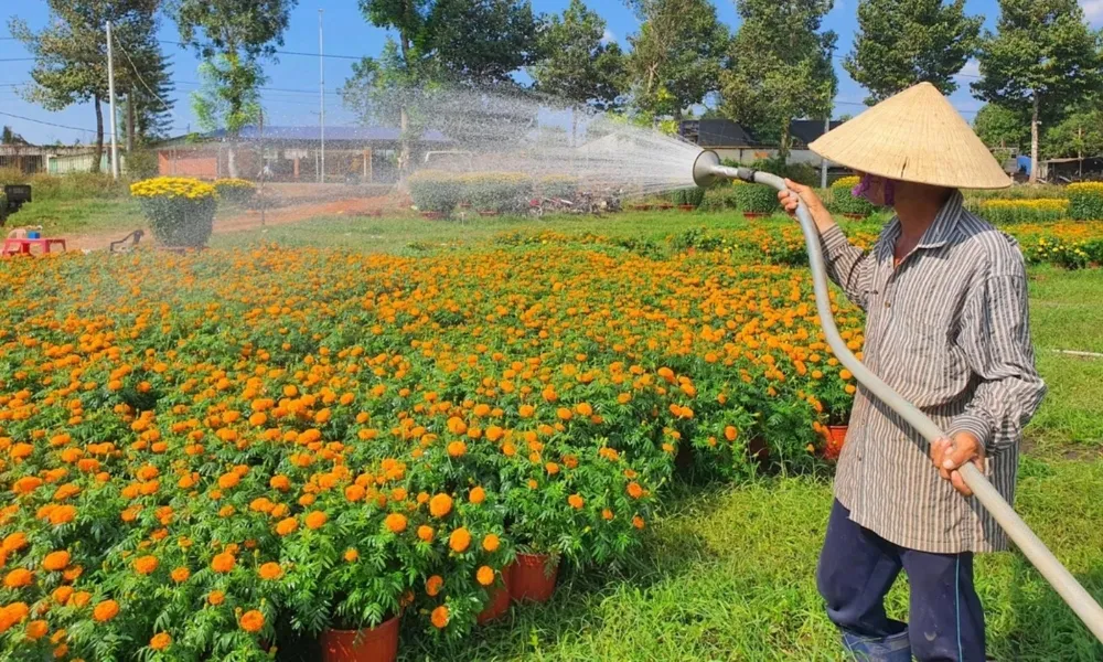 Tưới Nước Cho Cây Vạn Thọ Trong Chậu, Lưu Ý Khi Chăm Sóc Hoa Vạn Thọ