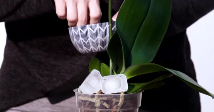 Tưới nước cho hoa lan bằng phương pháp đặt ba khối đá viên dưới gốc cây