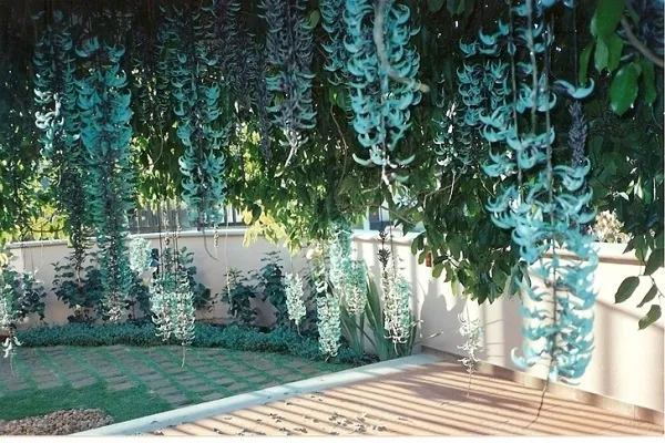 Tưới nước cho hoa móng cọp: Kỹ thuật giữ ẩm và thoát nước tối ưu