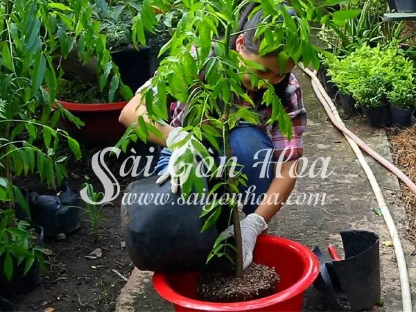 Tưới nước đẫm chậu cây cóc ngay sau khi trồng