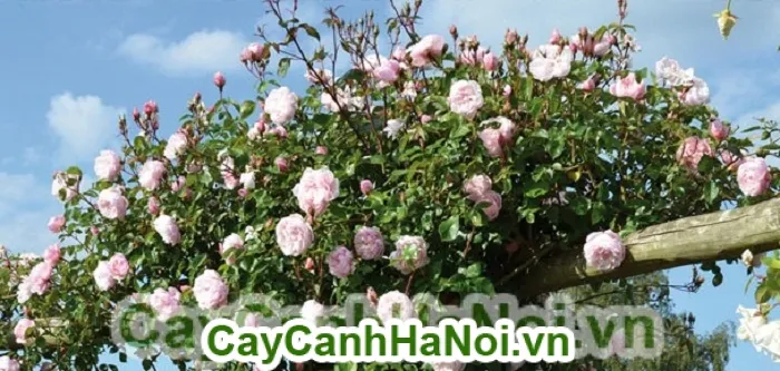 Tưới nước đẫm cho cây hồng leo mới trồng bằng vòi ô doa