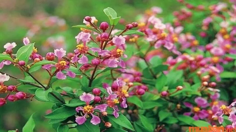 Tưới nước đều đặn cho cây hồng ngọc mai bonsai