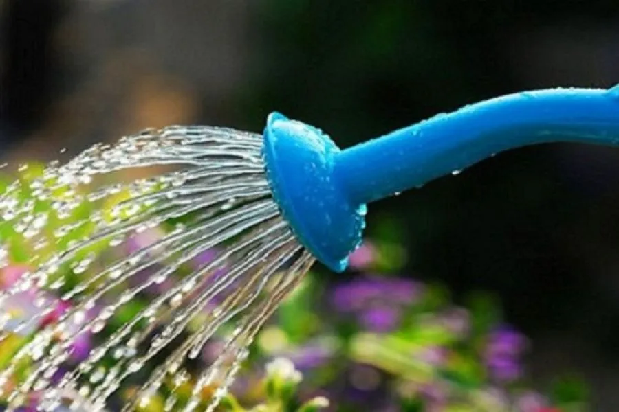 Tưới nước đều đặn khi trồng cây hoa giấy