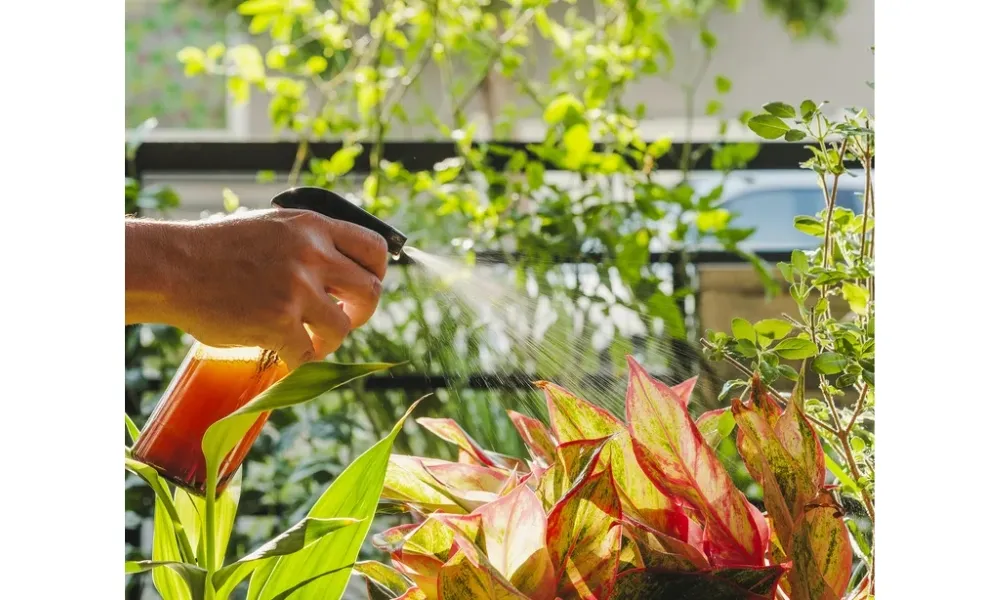 Tưới nước đều đặn và đúng kỹ thuật, khoảng 2–3 lần mỗi tuần, là yếu tố then chốt cho sự phát triển của cây