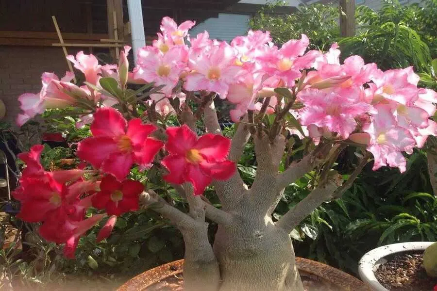 Tưới nước đúng cách 1-2 lần/tuần cho cây hoa sứ để tránh ngập úng, thối rễ