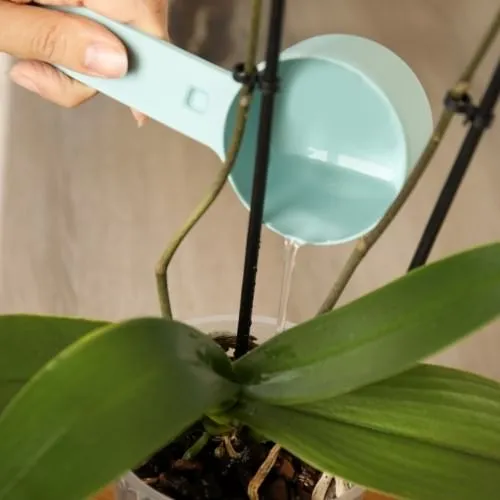 Tưới nước đúng cách cho hoa phong lan