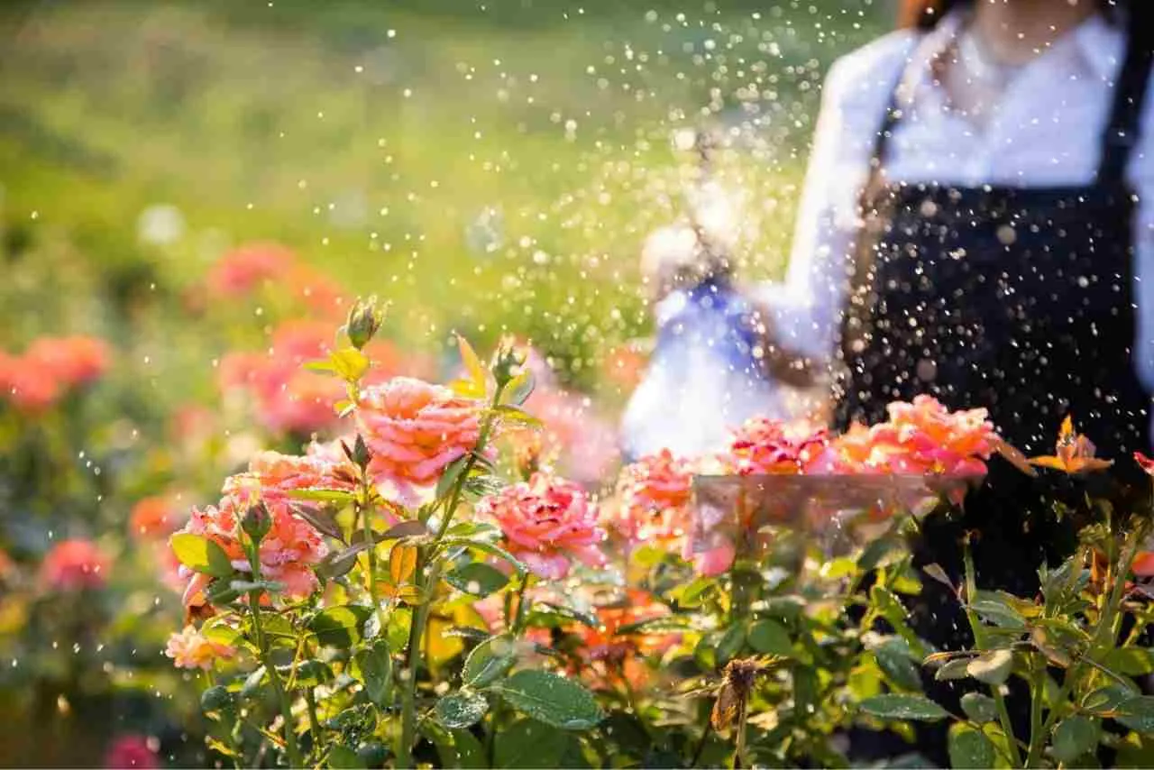 Tưới Nước Đúng Cách Trong Hướng Dẫn Cách Trồng Hoa Hồng Chuyên Nghiệp