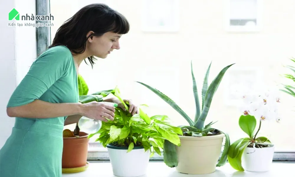 Tưới nước đúng liều lượng cho cây trong nhà