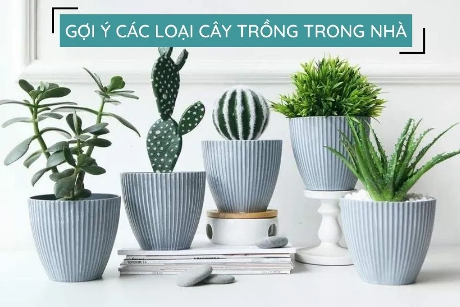 Tưới nước hợp lý là bí quyết cho cách chăm sóc cây xương rồng thành công