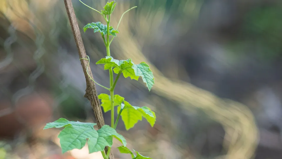 Tưới nước là việc cần thiết cho cây khổ qua; nên tưới 2 lần mỗi ngày trong giai đoạn đầu và giảm xuống 1 lần/ngày khi cây trưởng thành, đảm bảo đất ẩm nhưng không ngập úng để tránh thối rễ.