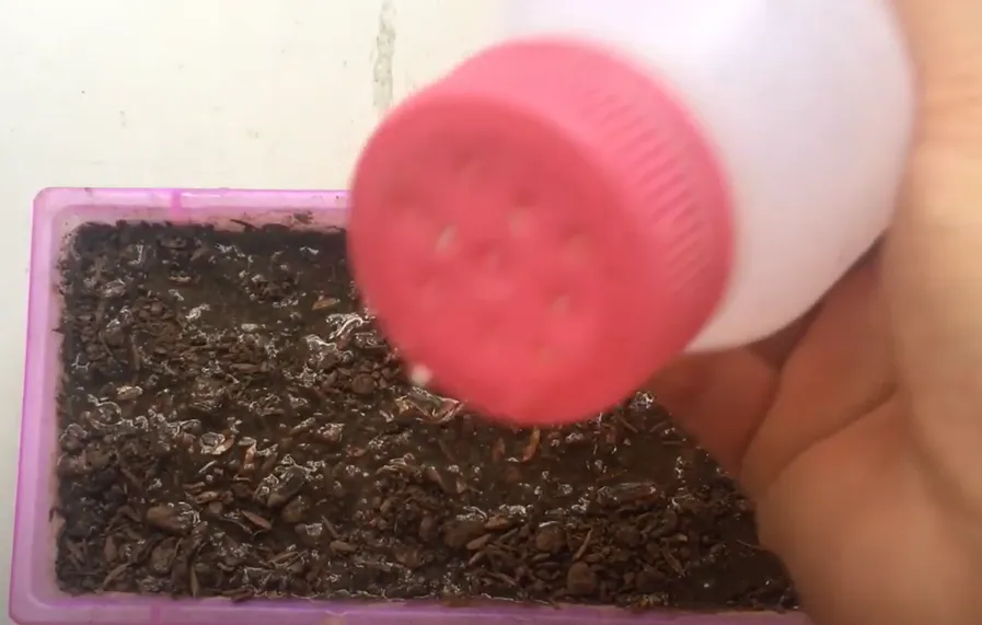 Tưới nước nhẹ nhàng cho các cây bạc hà đang lớn