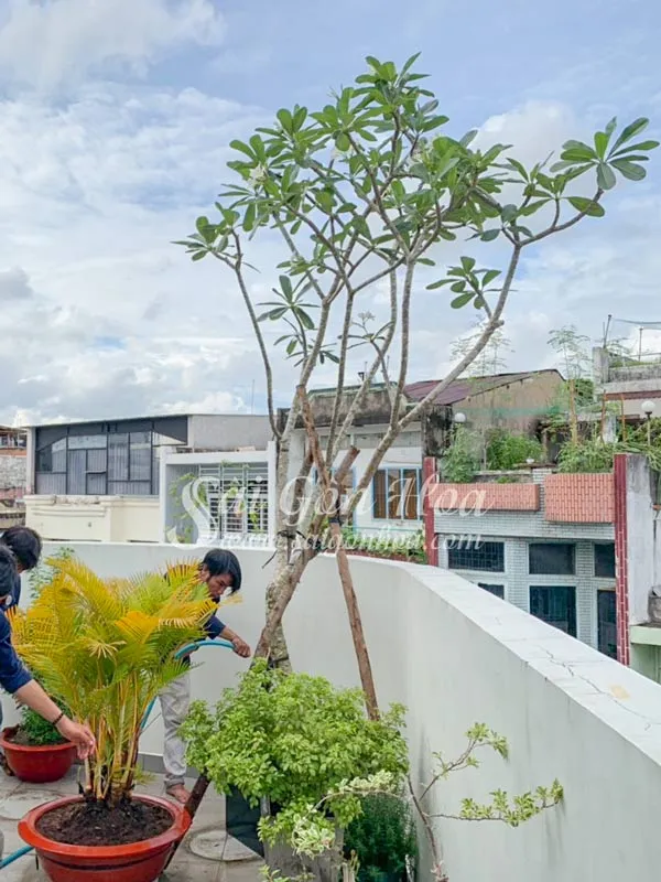 Tưới nước nhẹ nhàng cho cây sứ đại mới trồng, đảm bảo độ ẩm vừa phải