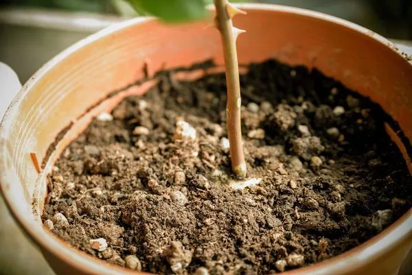 Tưới nước nhẹ nhàng để duy trì độ ẩm cho đất sau khi áp dụng phương pháp trồng cây từ củ hoa hồng.