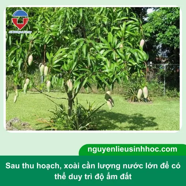 Tưới nước thường xuyên cho cây xoài, duy trì độ ẩm đất 50%-60%